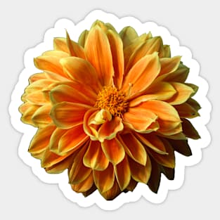 Yellow and Orange Dahlia Sticker